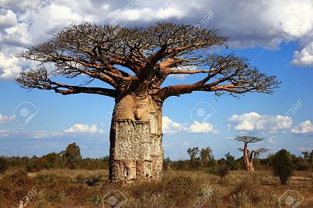    
: 10743202-big-baobab-tree-in-savanna-blue-sky-and-grey-clouds-Stock-Photo.jpg
: 563
:	129.6 
ID:	21686